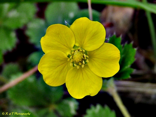 {Potentilla canadensis}